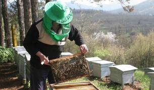 Паднало ли е качеството на българския мед?