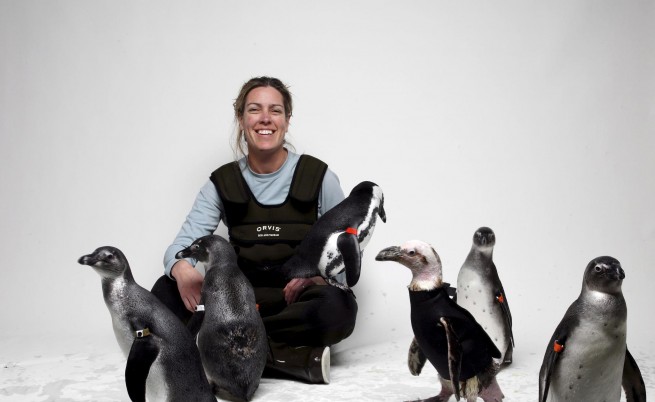 Нова беда: Пингвините оплешивяват
