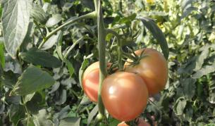 Сезонно поскъпване на плодовете и зеленчуците