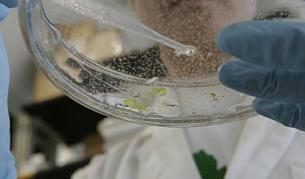 Връзка между Омега-3 и рак на простатата