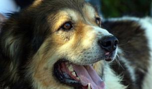 Шефът на "Екоравновесие" е уволнен