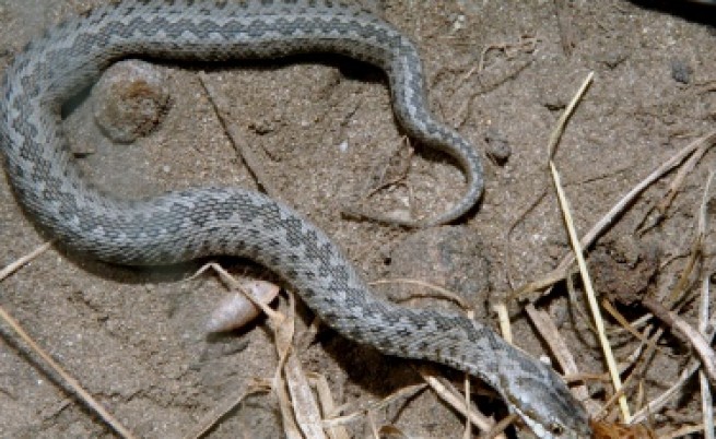 Много ли са отровните змии у нас