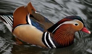 Природозащитен проект за близо 26 млн. лв