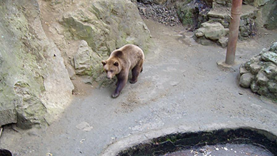 Мечка избяга от зоопарка в Айтос