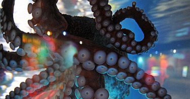 Вдъхновени истории Когато октоподите сънуват: игра на тайнствени цветове Учени