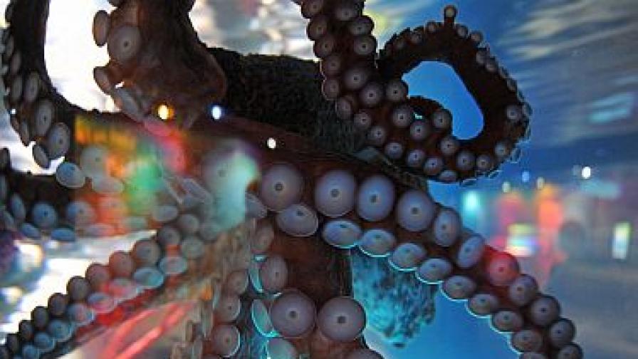 <p>Когато октоподите сънуват: игра на тайнствени цветове</p>