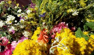 "Нахални" чужди видове изместват родни растения и животни