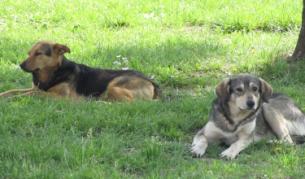 До 2016 г. - 95% по-малко безстопанствени кучета