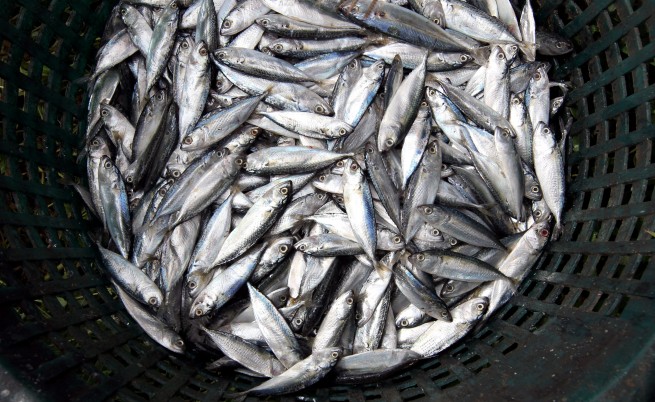 Над 150 т мъртва риба в Тиквешкото езеро