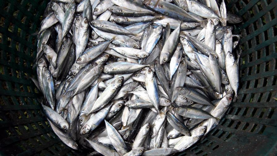 Над 150 т мъртва риба в Тиквешкото езеро