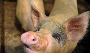 Прасетата имали нужда от играчки