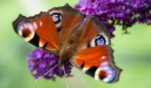 Официално: 8,74 млн. вида живи организми на Земята