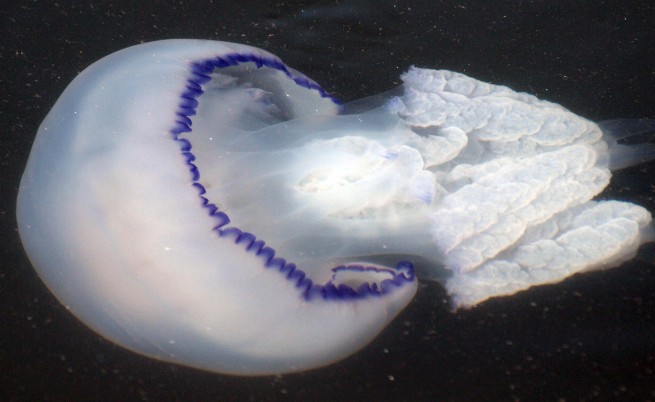 Родните медузи не били толкова опасни