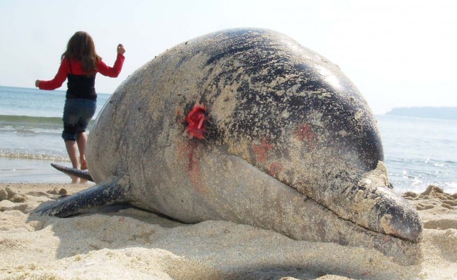 Смъртта на делфините по морето - естествена