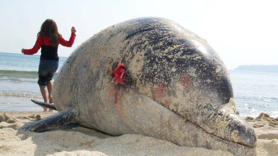 Смъртта на делфините по морето - естествена