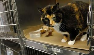 Пътешественичката Уилоу