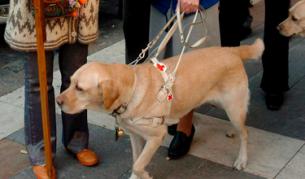 Незрящи с кучета-водачи недопускани на обществени места