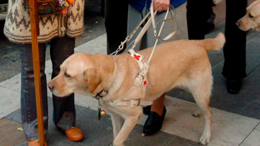 Незрящи с кучета-водачи недопускани на обществени места