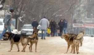 10 пъти скача глобата за кучета, нерегистрирани при ветеринар