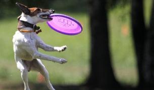 Кучешки лай над 10 минути = 1000 долара