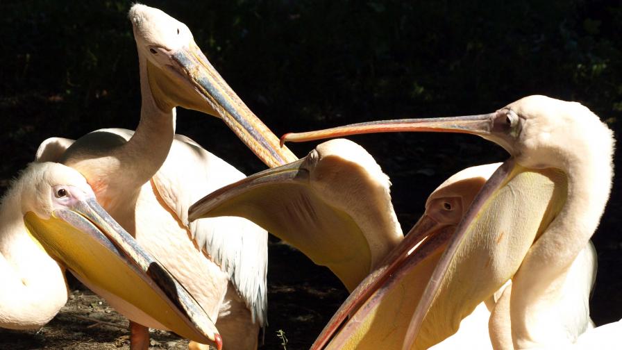 Правят място за повече пеликани по Дунав