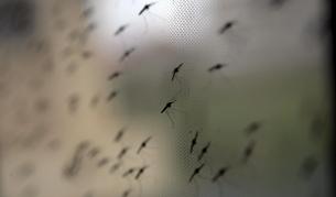 Д-р Ангел Кунчев: Възможно е и в България да има западнонилска треска