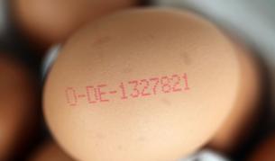 51 млн. кокошки в ЕС ще снасят "нелегално" яйца