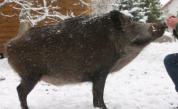  Трябва да бъдат заклани всички домашни свине в област Кюстендил 