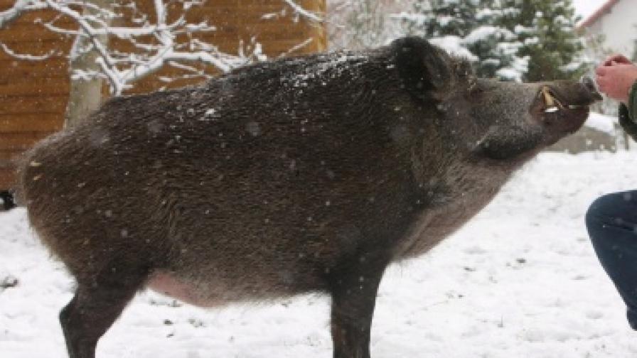 Трябва да бъдат заклани всички домашни прасета в област Кюстендил