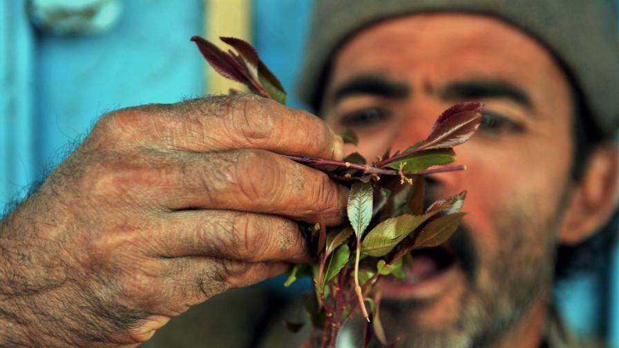 В страни като Йемен и Джибути дъвкането на листенца кат е национална традиция