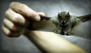 За първи път откриха грип в прилепи - нова параноя сред хората?