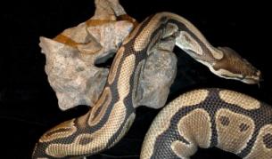 Десетки влечуги в сакове хванаха на Калотина