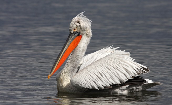 60 двойки пеликани са се заселили в резервата 