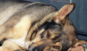 Софиянци: Кучетата са най-големият ни проблем