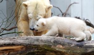 Бяло мече с майка си в германски зоопарк