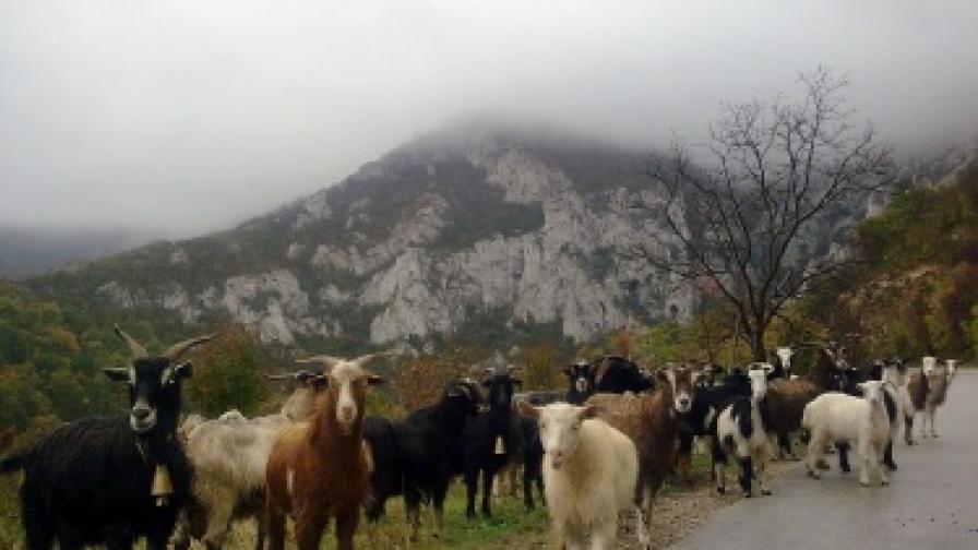 Стадо кози пресичат високопланински път в местност около Мездра на 100 км. от София. В повечето слабонаселени села животновъдството и селското стопанство са единствения поминък на хората