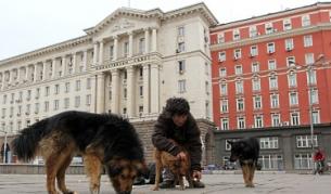 СОС прие програмата за овладяване на популацията от бездомни кучета
