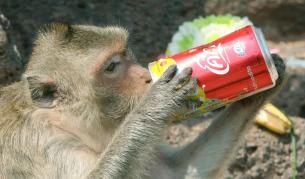 Захарният сироп в напитки и храни ограничава умствените ни способности