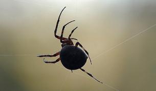 Паяк променя цвета на тялото си