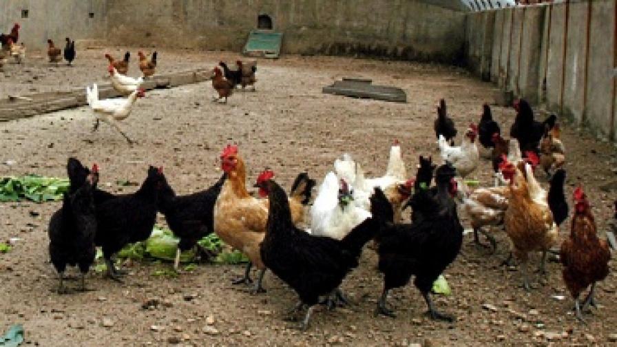 Всички кокошки в България са официално щастливи от 1 юни