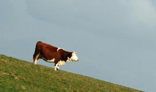 Няма други заразени с антракс в Млада гвардия