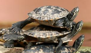 Чифтосващи се костенурки