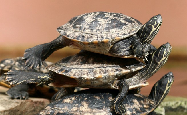 Откриха костенурки в секс поза на 47 млн. години