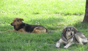 Басистът на "Меноар" с Фандъкова в Сеславци