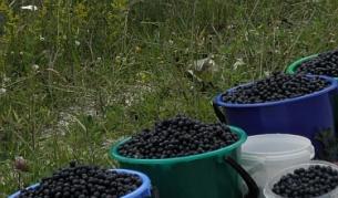 "Икономист": Берачи на горски плодове, обединявайте се! 