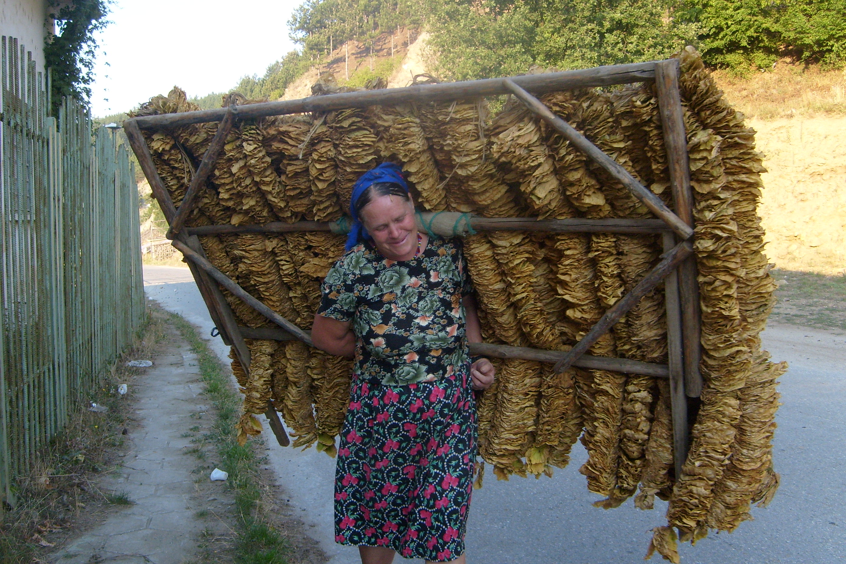 Скачат и изкупните цени на тютюна