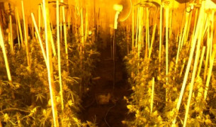 Плантация за канабис в стара дискотека в Доспат 