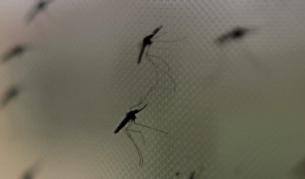 В ЕС е одобрена първата ваксина срещу малария