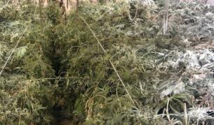 САЩ: Хванаха канабис за $1 млрд. в гори и паркове