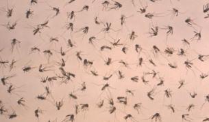 Комари, подложени на лабораторен анализ в САЩ